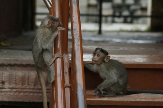 See the two monkeys in the pic. You have stop being like the one who is hiding behind the iron poles or being inferior, you have to be calm, polite, and lay down your thoughts clearly in front of others.