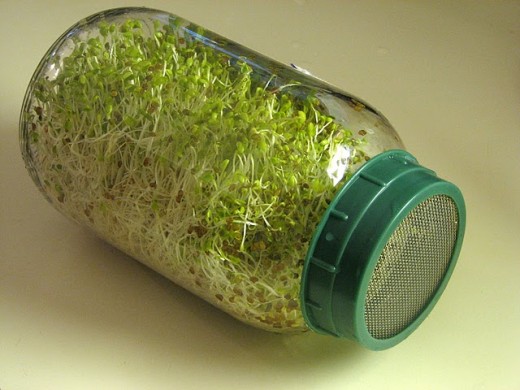 Alfalfa sprouts in a glass container.