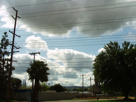 A palm tree on the right-hand side of the picture.