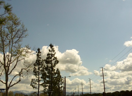 Clouds and pine trees in Loma Linda.