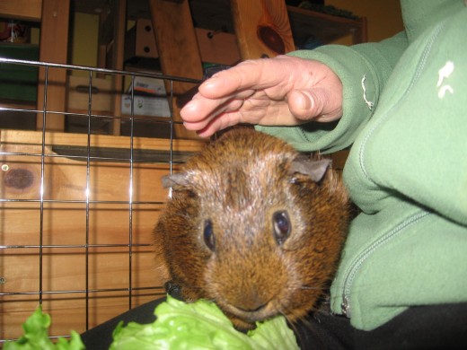 Ginger on my lap with his lettuce.