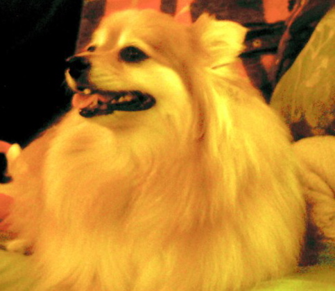 RIP, Lindsey. A good companion.