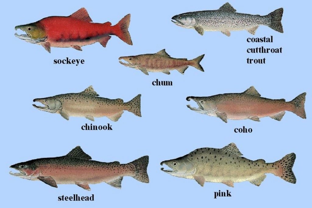 Atlantic Salmon Diet Fish