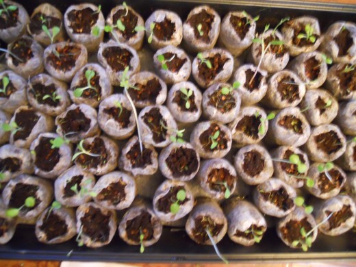 2 week old seedlings
