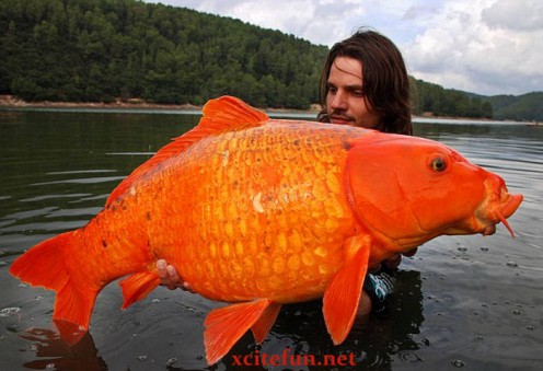 Fisherman catches massive 30lb goldfish. 