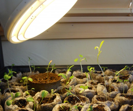 Artificial light can help seedlings grow.