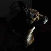 distractions profile image