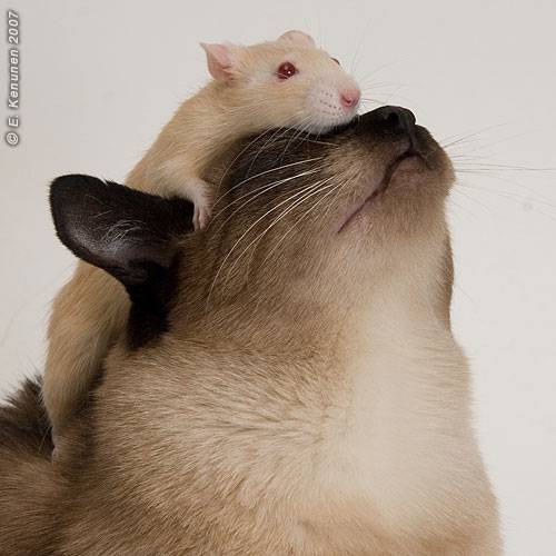 When light dawns, friendships are limitless!