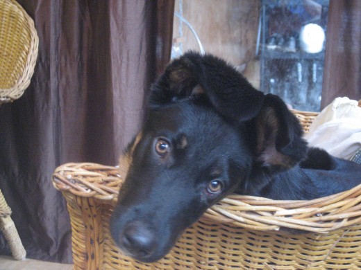Roxy is cute but probably not and enlightened animal
