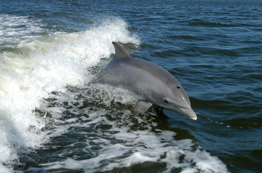Dolphins exhibit altruistic behavior, they will swim under injured animals for hours  supporting them so they can breath. This photo shows a dolphin surfing the wake of a research boat on the Banana River - near the Kennedy Space Center.