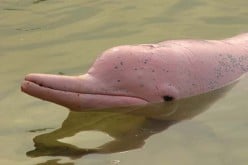 Bufeo: Close encounters with the Pink River Dolphin of the Amazon