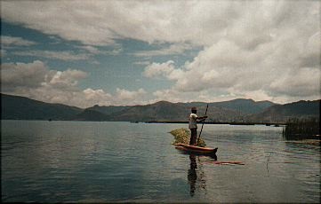 Lake Titicaca  Fresh reed being transported by a reed boat