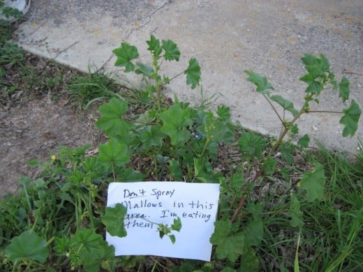 I hung this note on this mallow plant close to the house, and another  similar sign over  a nearby clump, so that John would notice it when he comes next time and I can't talk to him before he sprays. I will have to check the notes every day. 