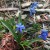 Scilla is a beautiful, true blue spring bloomer.