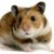 This is a picture of a curious hamster=D