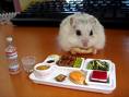 I like this picture, it is of a hamster eating=)