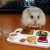 I like this picture, it is of a hamster eating=)
