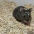 A black baby hamster