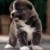 Akita Akita
