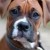 boxer boxer