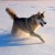 alaskan malamute alaskan malamute