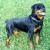 rotti rotti