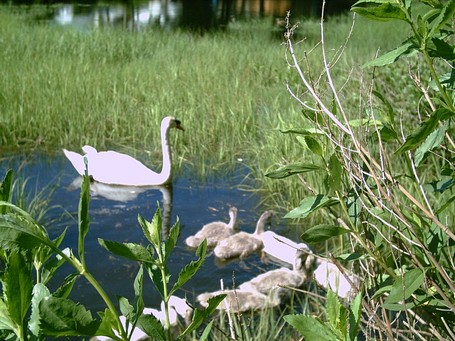 A swan family 