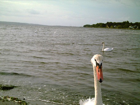 Male swan letting me know i got too near 