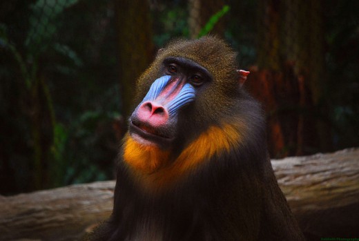 Mandrill Monkey