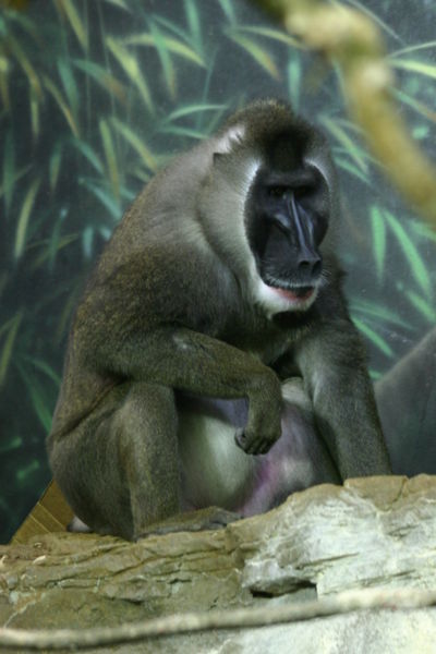 Drill Monkey