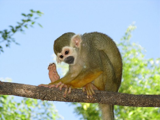 Squirrel Monkey