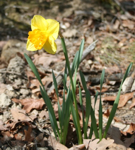 Pests tend to give all types of narcissus a miss, so they're excellent bulbs for naturalizing.