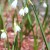Snowdrops, a spring bulb favorite, are members of the Amaryllis family.