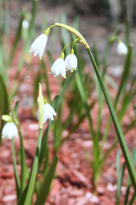 Snowdrops, a spring bulb favorite, are members of the Amaryllis family.