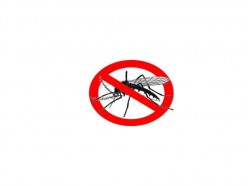 Mosquito Menace in Madras
