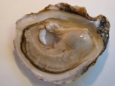 A raw oyster on the half shell.