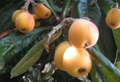 Loquats grow in clumps on fuzz-coated branches.