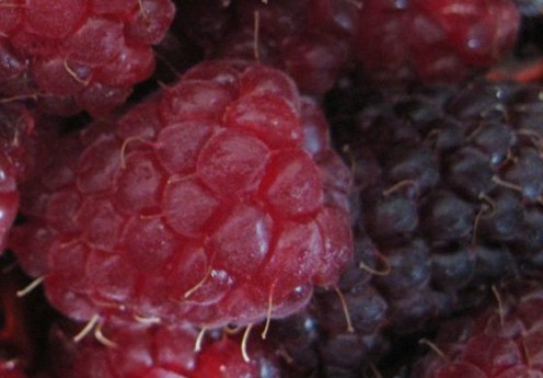 Loganberries are a reddish-purple cross between raspberries and blackberries.
