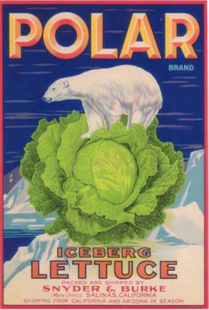 cross stitch pattern Polar lettuce