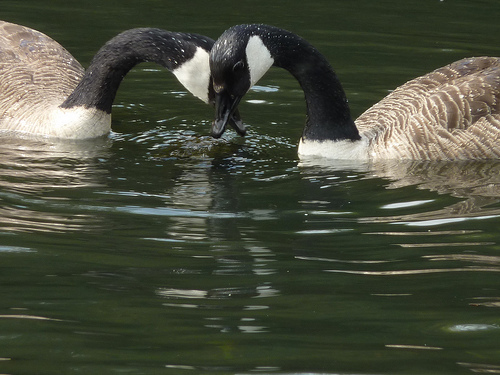 Geese in Love. Photo by Johny Biggs (Flick)