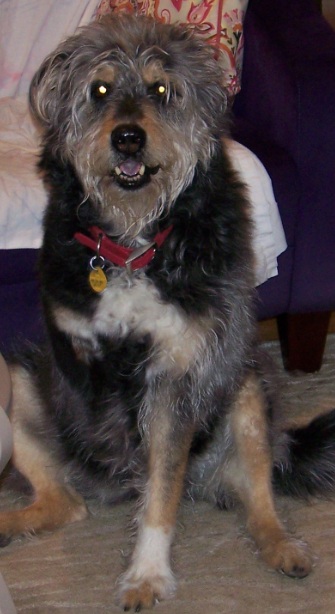 Sitting three-legged dog centers her front leg