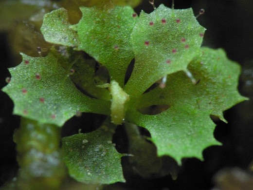 Wild Schizandra leaves