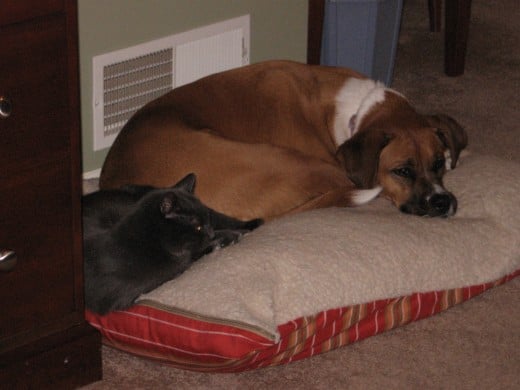 Dogs and Cats can cohabitate with time and patience and discipline