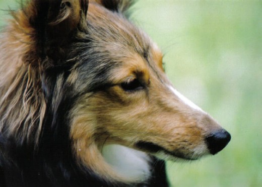 adorable shetland sheepdog