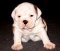 Bringing a Bulldog Puppy into Your Home