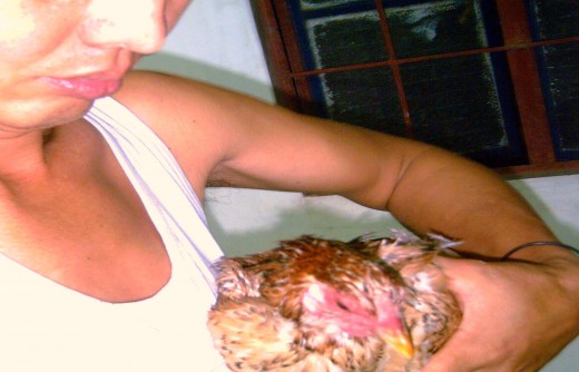 The Elusive Native Chicken (Photo by Travel Man)
