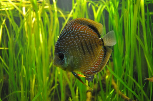 Discus are sensitive fish that benefit from a quarantine period in a hospital tank.