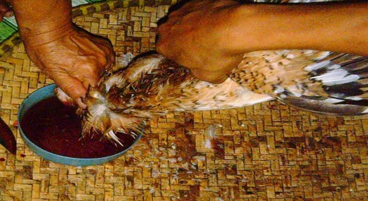 Slaughtering the Chicken, my mother taking charge (Photo by Travel Man)