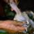 After dipping to the hot-boiled water, start plucking the feather. (All photos by Travel Man) After dipping to the hot-boiled water, start plucking the feather. (All photos by Travel Man)