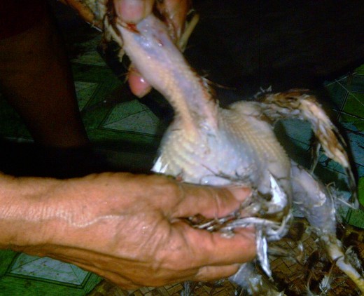 After dipping to the hot-boiled water, start plucking the feather. (All photos by Travel Man)